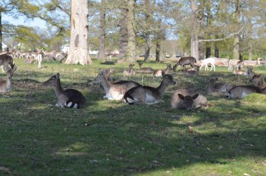 Fallow or spotted deers in a bright sunny day. Females got together and are relaxing in the sunshine. These beautiful creatures are just mesmerising.