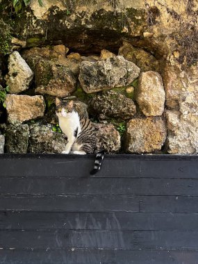 Cats in Syracuse in Italy