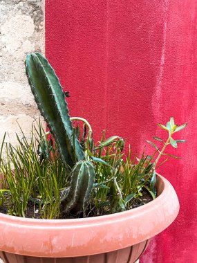 Narrow streets on the old town of Syracuse in Sicily, Italy. Gorgeous architecture in the sunshine. Scooters are parked near the walls, and greenery is in the pots.