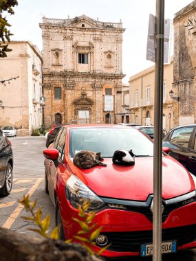 Cats in Syracuse in Italy