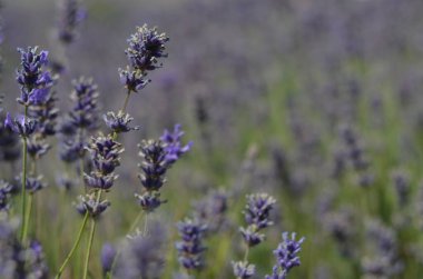 Parlak gün ışığında büyüleyici lavanta tarlası