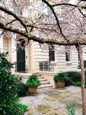 Londra 'da Chelsea' de pembe sakura çiçekleri olan bir yerleşim yeri. Londra 'daki evler mavi gökyüzünün altında rahat görünüyor. İlahi yaşam tarzı için mükemmel bir yerleşim yeri