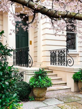 Londra 'da Chelsea' de pembe sakura çiçekleri olan bir yerleşim yeri. Londra 'daki evler mavi gökyüzünün altında rahat görünüyor. İlahi yaşam tarzı için mükemmel bir yerleşim yeri
