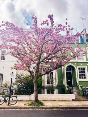 Londra 'da Chelsea' de rahat bir evin önünde büyüleyici pembe kiraz çiçeği. Pembe yapraklarla çevrili rahat bir yaşam tarzı ve konforlu bir yerleşim yeri..
