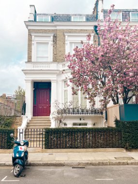 Londra 'da Chelsea' de rahat bir evin önünde büyüleyici pembe kiraz çiçeği. Pembe yapraklarla çevrili rahat bir yaşam tarzı ve konforlu bir yerleşim yeri..
