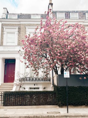 Londra 'da Chelsea' de rahat bir evin önünde büyüleyici pembe kiraz çiçeği. Pembe yapraklarla çevrili rahat bir yaşam tarzı ve konforlu bir yerleşim yeri..
