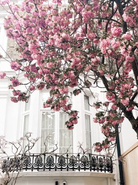 Mesmerising pink cherry blossom in in front of the comfortable house in Chelsea in London. Comfortable residential area and cozy lifestyle surrounded by pink petals. clipart