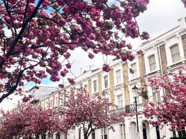 Londra 'da Chelsea' de pembe sakura çiçekleri olan bir yerleşim yeri. Londra 'daki evler mavi gökyüzünün altında rahat görünüyor. İlahi yaşam tarzı için mükemmel bir yerleşim yeri