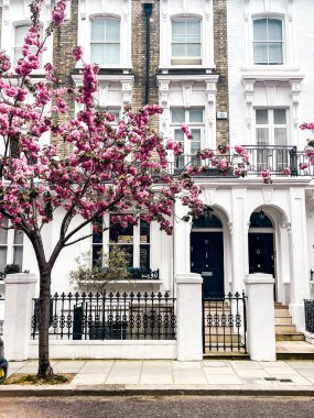 Londra 'da Chelsea' de rahat bir evin önünde büyüleyici pembe kiraz çiçeği. Pembe yapraklarla çevrili rahat bir yaşam tarzı ve konforlu bir yerleşim yeri..