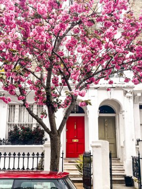 Londra 'da Chelsea' de rahat bir evin önünde büyüleyici pembe kiraz çiçeği. Pembe yapraklarla çevrili rahat bir yaşam tarzı ve konforlu bir yerleşim yeri..