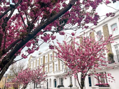 Londra 'da Chelsea' de pembe sakura çiçekleri olan bir yerleşim yeri. Londra 'daki evler mavi gökyüzünün altında rahat görünüyor. İlahi yaşam tarzı için mükemmel bir yerleşim yeri