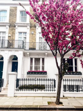Londra 'da Chelsea' de rahat bir evin önünde büyüleyici pembe kiraz çiçeği. Pembe yapraklarla çevrili rahat bir yaşam tarzı ve konforlu bir yerleşim yeri..