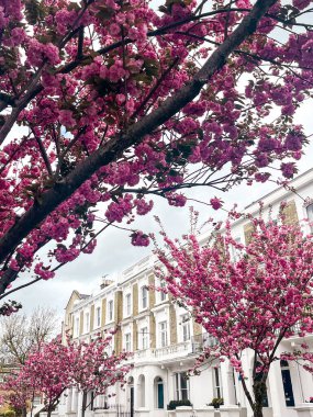 Londra 'da Chelsea' de pembe sakura çiçekleri olan bir yerleşim yeri. Londra 'daki evler mavi gökyüzünün altında rahat görünüyor. İlahi yaşam tarzı için mükemmel bir yerleşim yeri