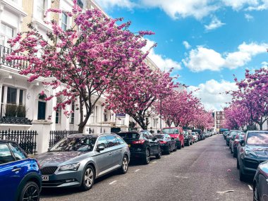 Londra 'da Chelsea' de pembe sakura çiçekleri olan bir yerleşim yeri. Londra 'daki evler mavi gökyüzünün altında rahat görünüyor. İlahi yaşam tarzı için mükemmel bir yerleşim yeri