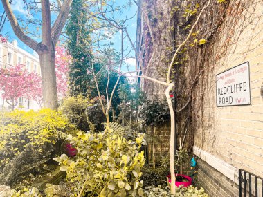 Londra 'da Chelsea' de pembe sakura çiçekleri olan bir yerleşim yeri. Londra 'daki evler mavi gökyüzünün altında rahat görünüyor. İlahi yaşam tarzı için mükemmel bir yerleşim yeri