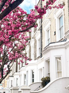 Londra 'da Chelsea' de rahat bir evin önünde büyüleyici pembe kiraz çiçeği. Pembe yapraklarla çevrili rahat bir yaşam tarzı ve konforlu bir yerleşim yeri..