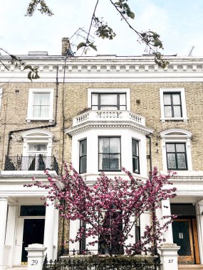 Londra 'da Chelsea' de rahat bir evin önünde büyüleyici pembe kiraz çiçeği. Pembe yapraklarla çevrili rahat bir yaşam tarzı ve konforlu bir yerleşim yeri..