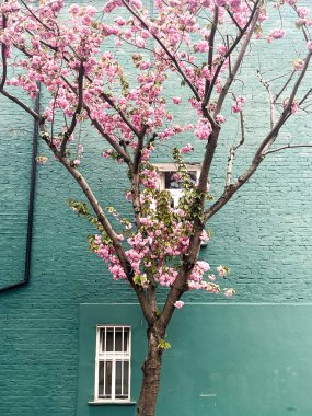 Mesmerising pink cherry blossom in in front of the comfortable house in Chelsea in London. Comfortable residential area and cozy lifestyle surrounded by pink petals. clipart