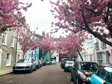 Residential street in Chelsea in London with blooming pink sakura. Cozy London houses look comfortable under the blue sky.  Perfect residential area for idyllic lifestyle clipart