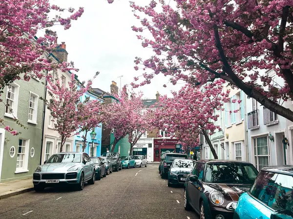 stock image Residential street in Chelsea in London with blooming pink sakura. Cozy London houses look comfortable under the blue sky.  Perfect residential area for idyllic lifestyle