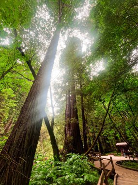 Mesmerising California redwoods forest. Giant green sequoia create lush foliage and astonishing forest. Wooden hiking trails lay among the sequoioideae trees. Vivid nature of Nothern California. clipart