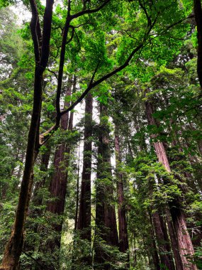 Kaliforniya Redwood Ormanı 'nı büyülüyor. Dev yeşil sekoya yemyeşil yapraklar ve şaşırtıcı ormanlar yaratır. Tahta yürüyüş yolları sekoioideae ağaçlarının arasındaydı. No.California 'nın canlı doğası.