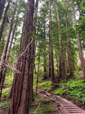 Mesmerising California redwoods forest. Giant green sequoia create lush foliage and astonishing forest. Wooden hiking trails lay among the sequoioideae trees. Vivid nature of Nothern California. clipart