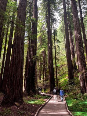 Kaliforniya Redwood Ormanı 'nı büyülüyor. Dev yeşil sekoya yemyeşil yapraklar ve şaşırtıcı ormanlar yaratır. Tahta yürüyüş yolları sekoioideae ağaçlarının arasındaydı. No.California 'nın canlı doğası.