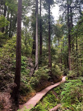 Mesmerising California redwoods forest. Giant green sequoia create lush foliage and astonishing forest. Wooden hiking trails lay among the sequoioideae trees. Vivid nature of Nothern California. clipart