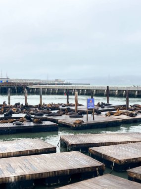 San Francisco 'daki 39. rıhtımda dinlenen deniz aslanları. Sisli bir gün ve iskele parlıyor. Deniz aslanları sakin ve neşeli görünüyorlar. Arka planda SF ufuk çizgisi