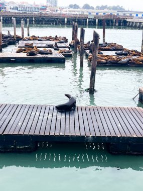 San Francisco 'daki 39. rıhtımda dinlenen deniz aslanları. Sisli bir gün ve iskele parlıyor. Deniz aslanları sakin ve neşeli görünüyorlar. Arka planda SF ufuk çizgisi