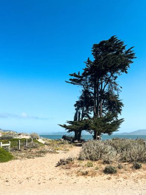 San Francisco 'daki Golden Gate köprüsünün kıyı manzarası. Amerikan simgesi. Uçurumlar ve çimenler resmi çerçeveliyor. Körfez suyunda dalgalar. Hafif sis.