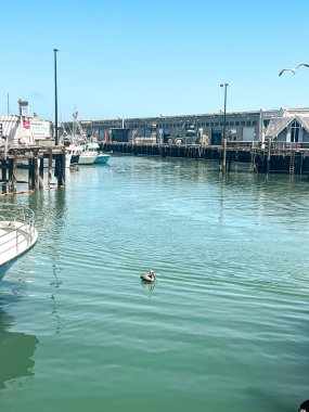 San Francisco 'daki 39. rıhtımda dinlenen deniz aslanları. Güneşli bir gün ve iskele parlıyor. Deniz aslanları sakin ve neşeli görünüyorlar. Arka planda SF ufuk çizgisi