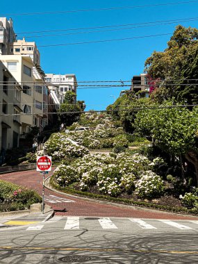 San Francisco 'daki Steep Lombard Caddesi. Arabalar dar açıyla caddelere park edilmiş. Bulutsuz sıcak ve güneşli bir gün. Kaliforniya evleri ve yemyeşil yapraklar.