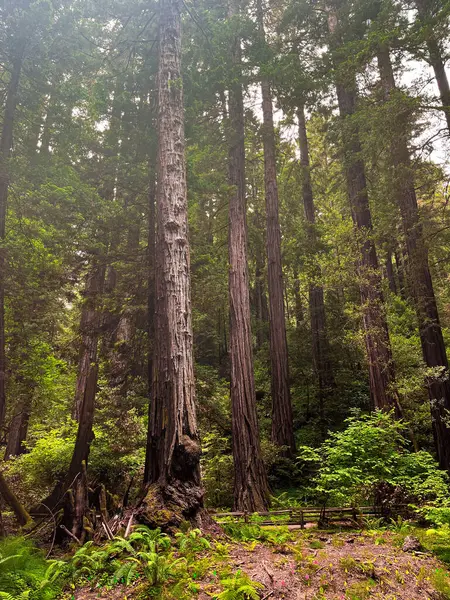 stock image Mesmerising California redwoods forest. Giant green sequoia create lush foliage and astonishing forest. Wooden hiking trails lay among the sequoioideae trees. Vivid nature of Nothern California.