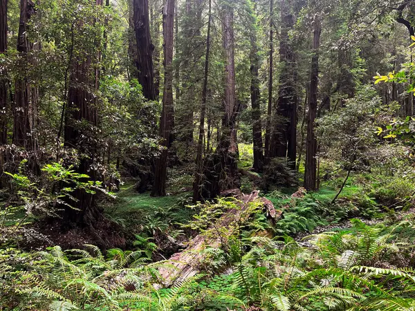 stock image Mesmerising California redwoods forest. Giant green sequoia create lush foliage and astonishing forest. Wooden hiking trails lay among the sequoioideae trees. Vivid nature of Nothern California.