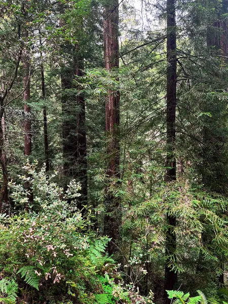 stock image Mesmerising California redwoods forest. Giant green sequoia create lush foliage and astonishing forest. Wooden hiking trails lay among the sequoioideae trees. Vivid nature of Nothern California.