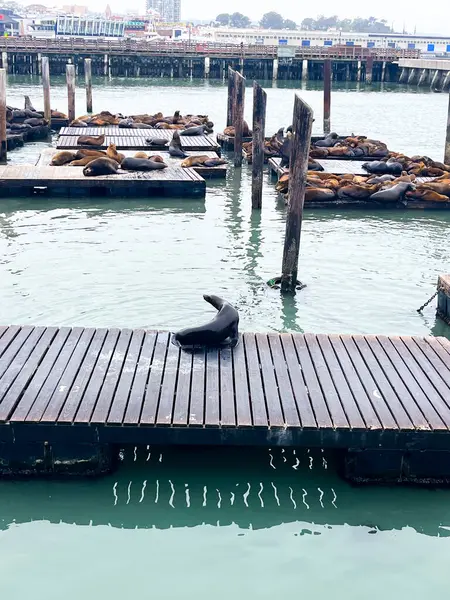 stock image Sea lions relaxing on the Pier 39 in San Francisco. It's a foggy day and the pier shines. Sea lions look tranquil and joyful. SF skyline in the background