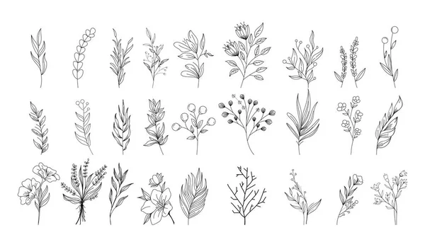 Ensemble Plantes Dessinées Main Feuilles Fleurs Silhouettes Éléments Naturels Pour — Image vectorielle