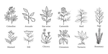 Set of Hand Drawn Herb Plants Illustration