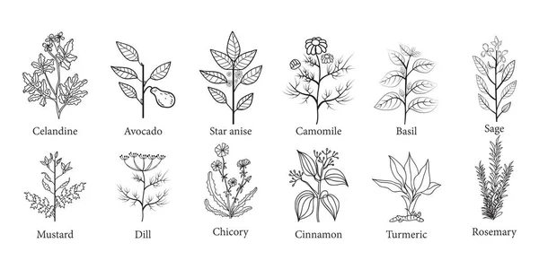 Σύνολο Χειροποίητα Ζωγραφισμένα Φυτά Βοτάνων Εικονογράφηση — Διανυσματικό Αρχείο