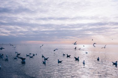Martılar suyun üzerinde uçuyor..