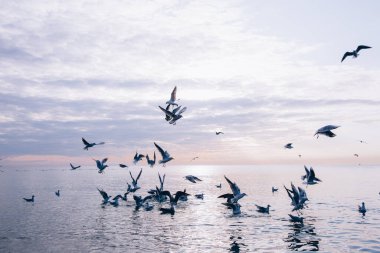 Gün batımında deniz kıyısında uçan martı sürüsü.  