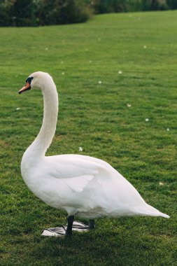 Parkta yeşil çimlerin üzerinde kuğu 