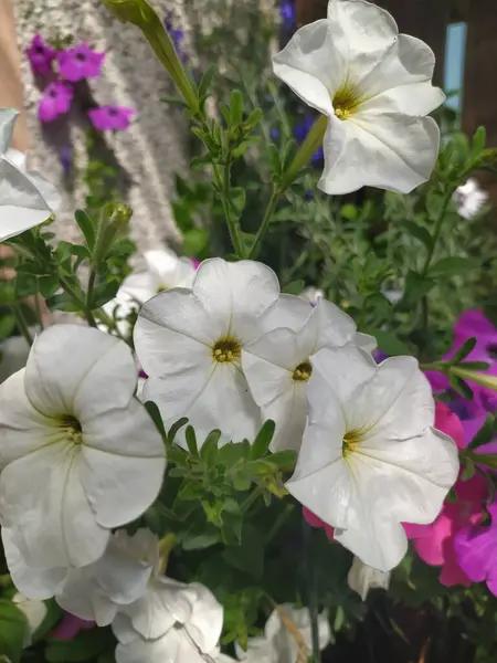 stock image White petunia flowers in summer