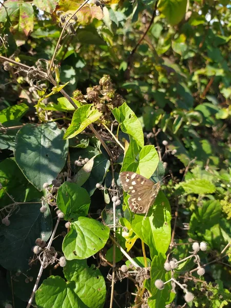 stock image Speckledwood butterfly,butterflies, Northern Ireland,onsects,