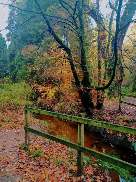 Herbstspaziergang Parkanur Nordirland — Stockfoto