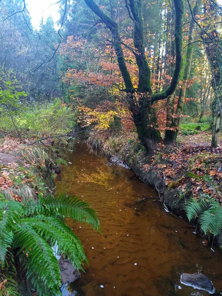 Herbstwanderung Parkanur Nordirland — Stockfoto