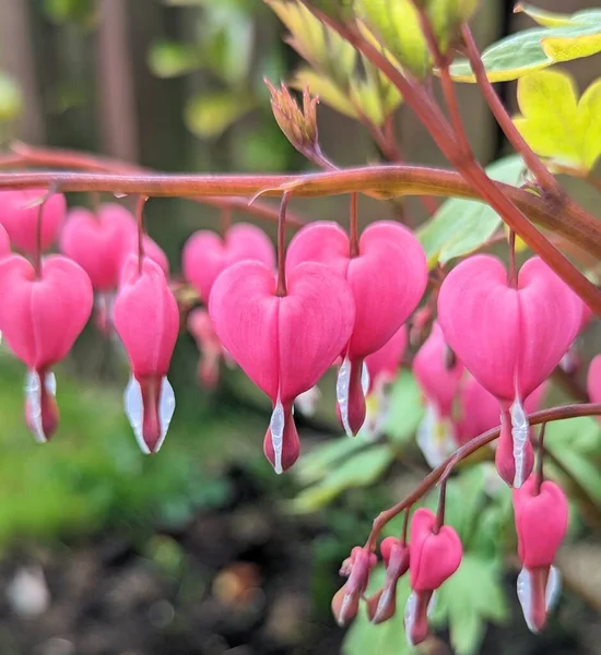 Dicentra, pink bleeding hearts flowers