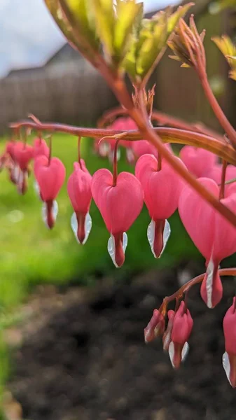Dicentra, pink bleeding hearts flowers